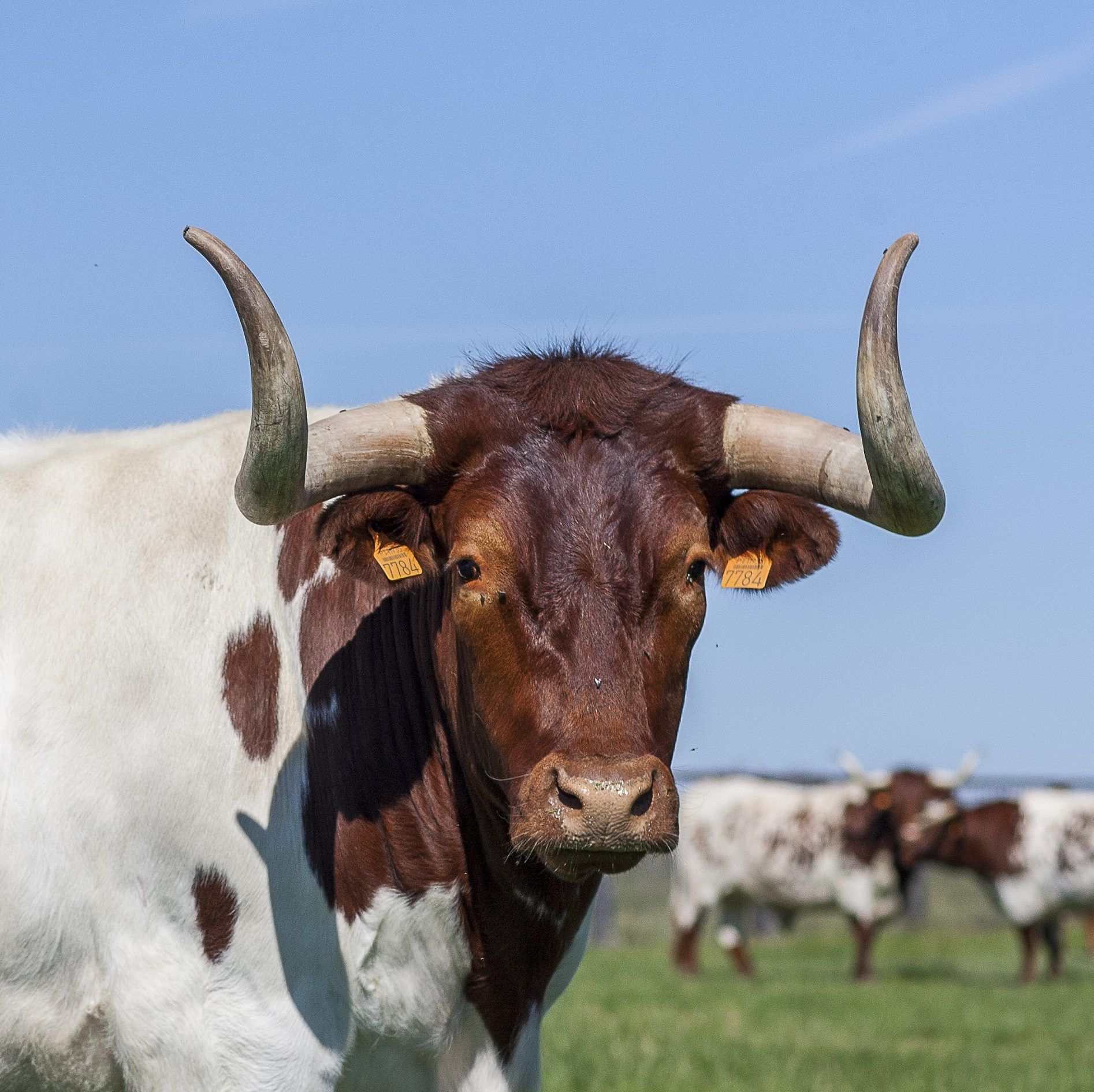 Trazabilidad de la carne de buey